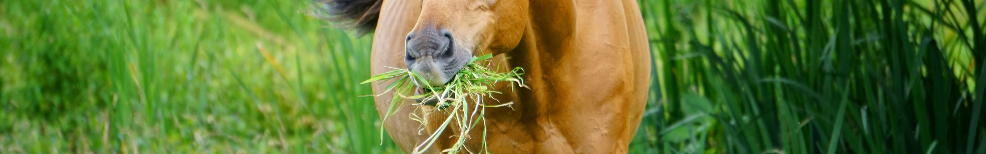 Pferd frisst Gras Ein braunes Pferd frisst auf einer Wiese Gras