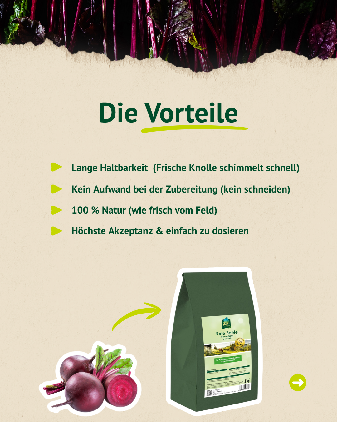 Fütterungsempfehlung Rote Beete für Pferde und Ponys – einfache Dosierung erklärt