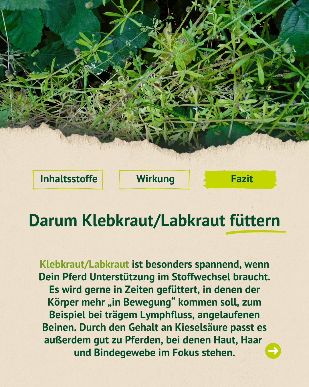Erklärung, warum Klebkraut/Labkraut gefüttert wird, mit Fokus auf Stoffwechsel, Lymphfluss, Haut und Bindegewebe.